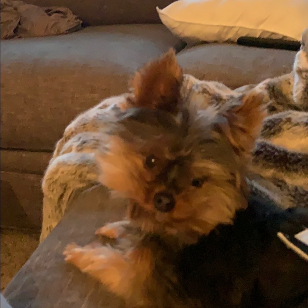 Meet your Posher, Dillon